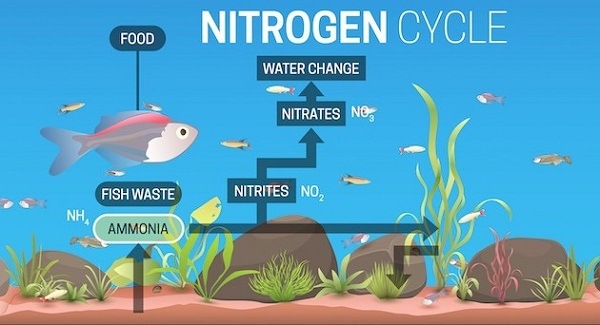 Chu trình ni tơ (còn gọi là chu trình nitrat hóa)