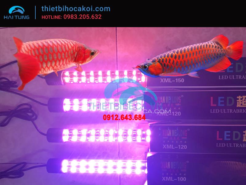 Đèn led cá rồng XML100 hồng 2 hàng bóng