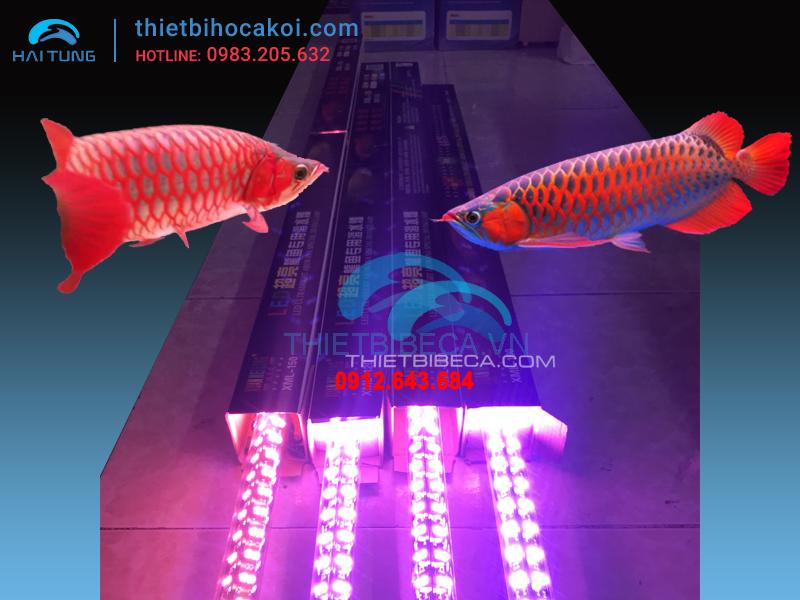 Đèn led cá rồng XML100 hồng 4 hàng bóng