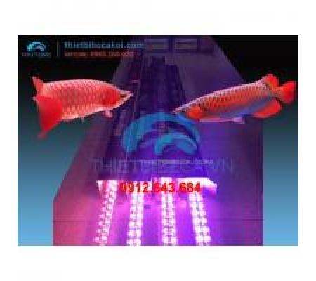 Đèn led cá rồng XML120 hồng 4 hàng bóng