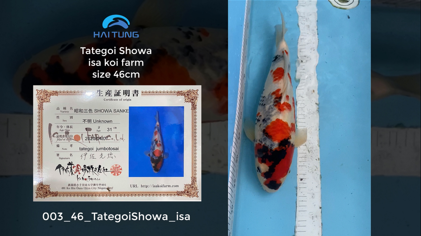 [003-46] Tategoi Showa trại isa size 46cm tại Hồ Koi Hải Tùng